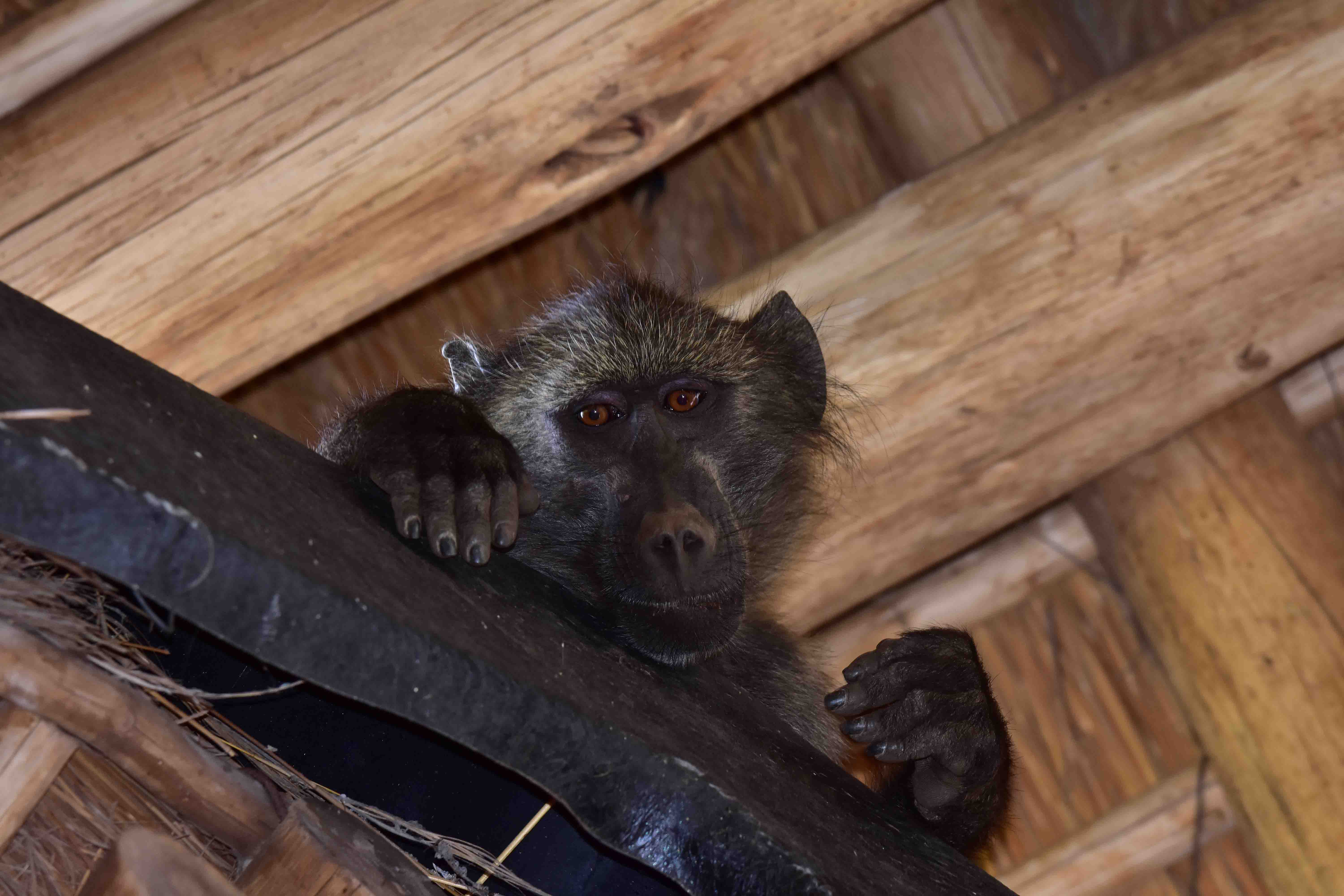 Boboon in the rafters at Buffalo Ridge