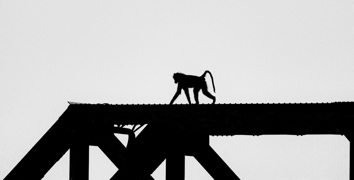 Silhouette of Baboon on Selati Bridge in Skukuza in the Kruger National Park