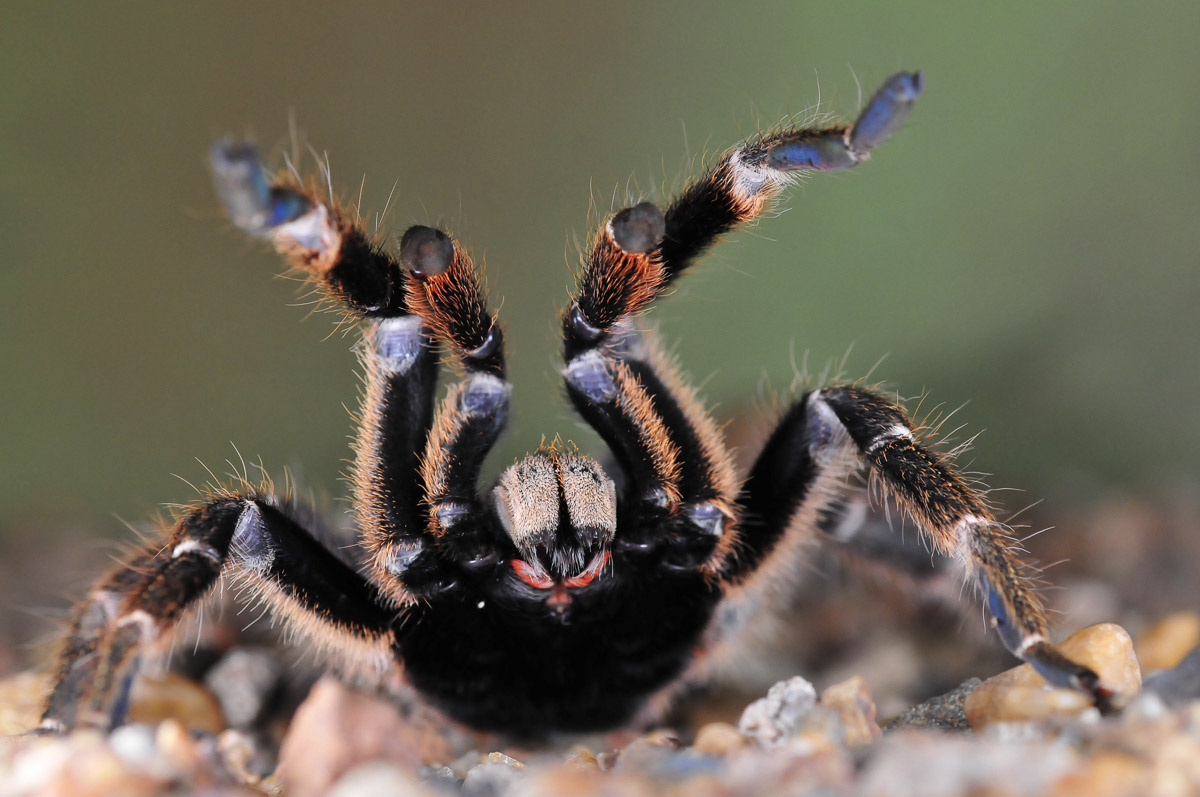 Image of Baboon spider taken at Olifants Camp in the Kruger National Park