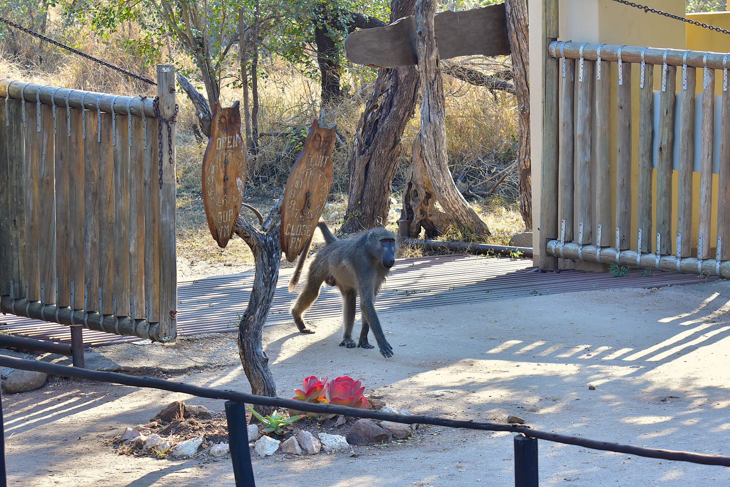 A baboon walking through the gate at Talamati camp in the KNP A baboon walking through the gate at Talamati camp in the KNP
