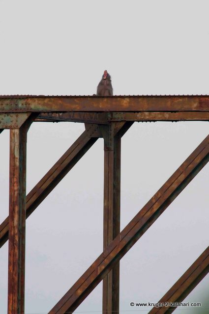 Photo taken with Nikon 600mm f4 lens plus 1.7X TC