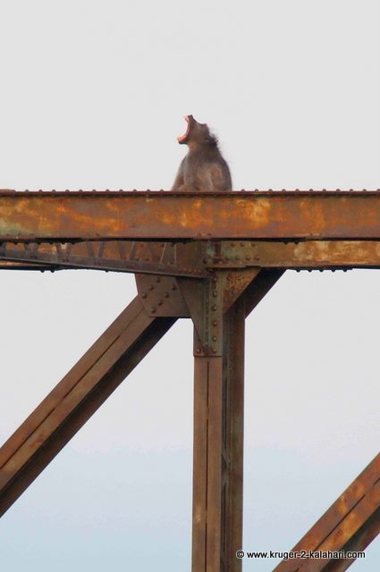 Photo taken with Nikon 600mm f4 lens with STACKED 2X and 1.4X TC