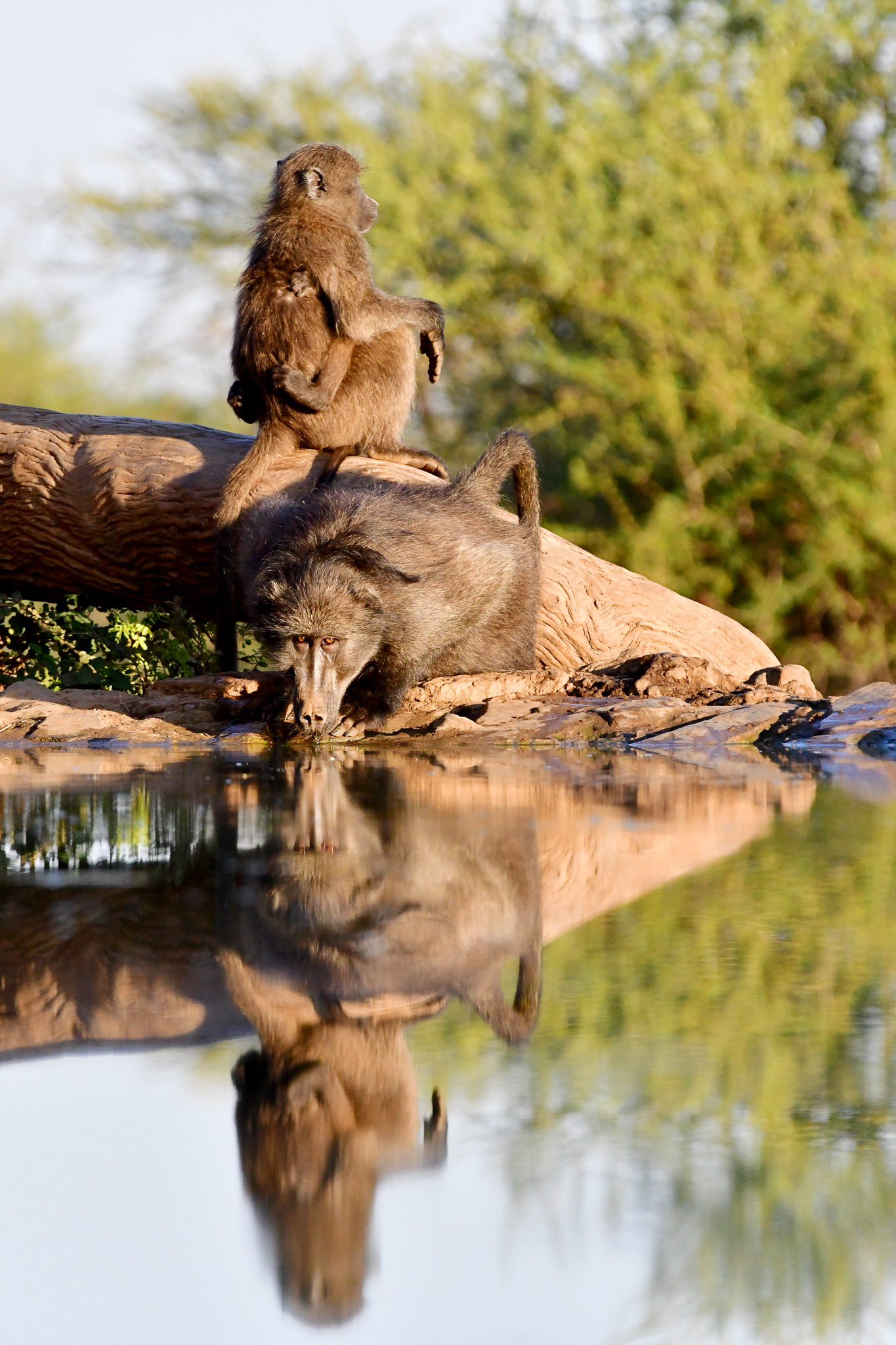 Baboons at the Last Word Madikwe waterhole