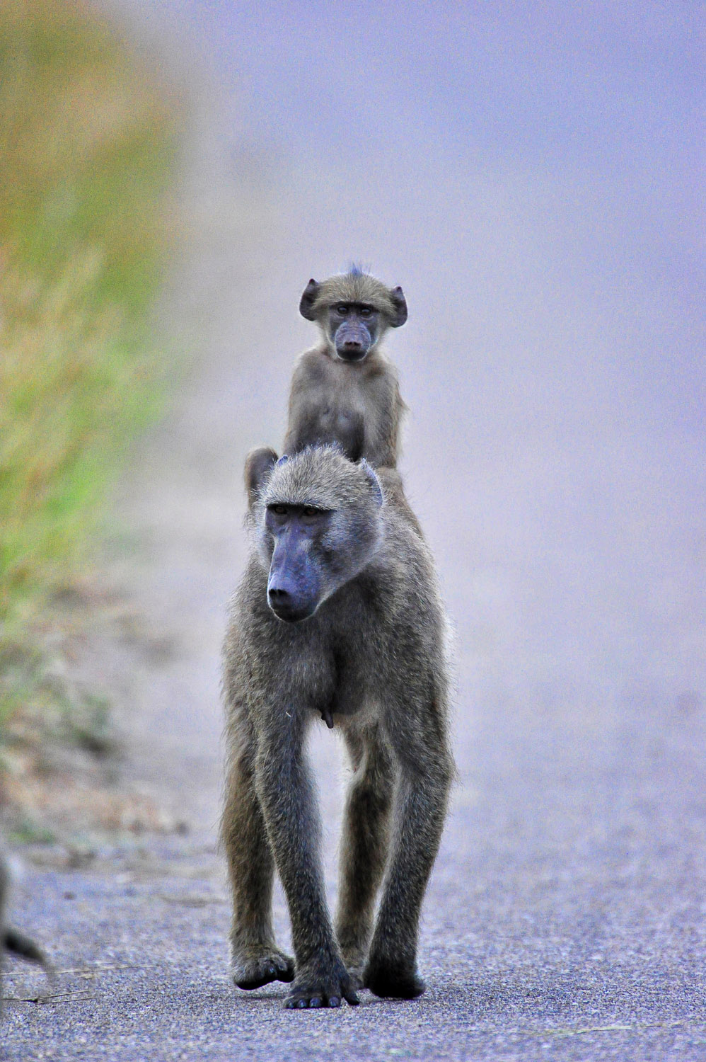 Baby Baboon hitching a ride on its moms back image taken in the Kruger National park