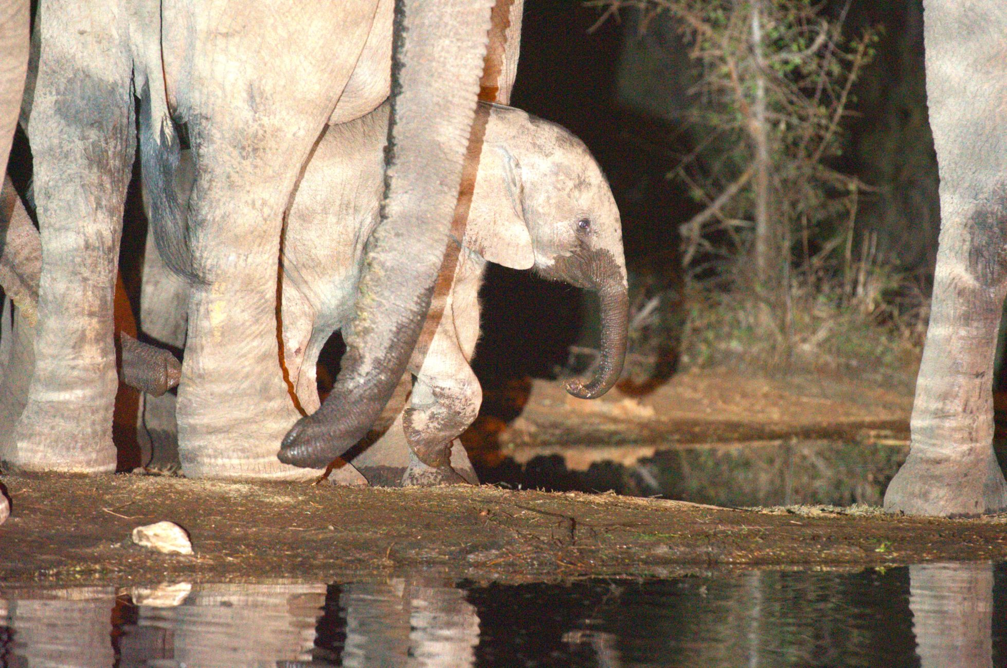 Baby elephant image taken at night from the Hide