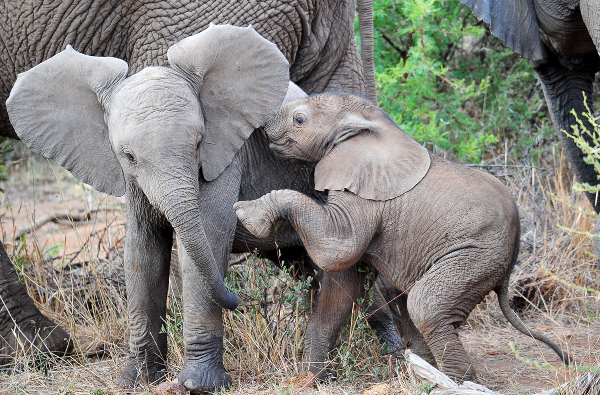 Baby Elephants playing in the Pilanesberg