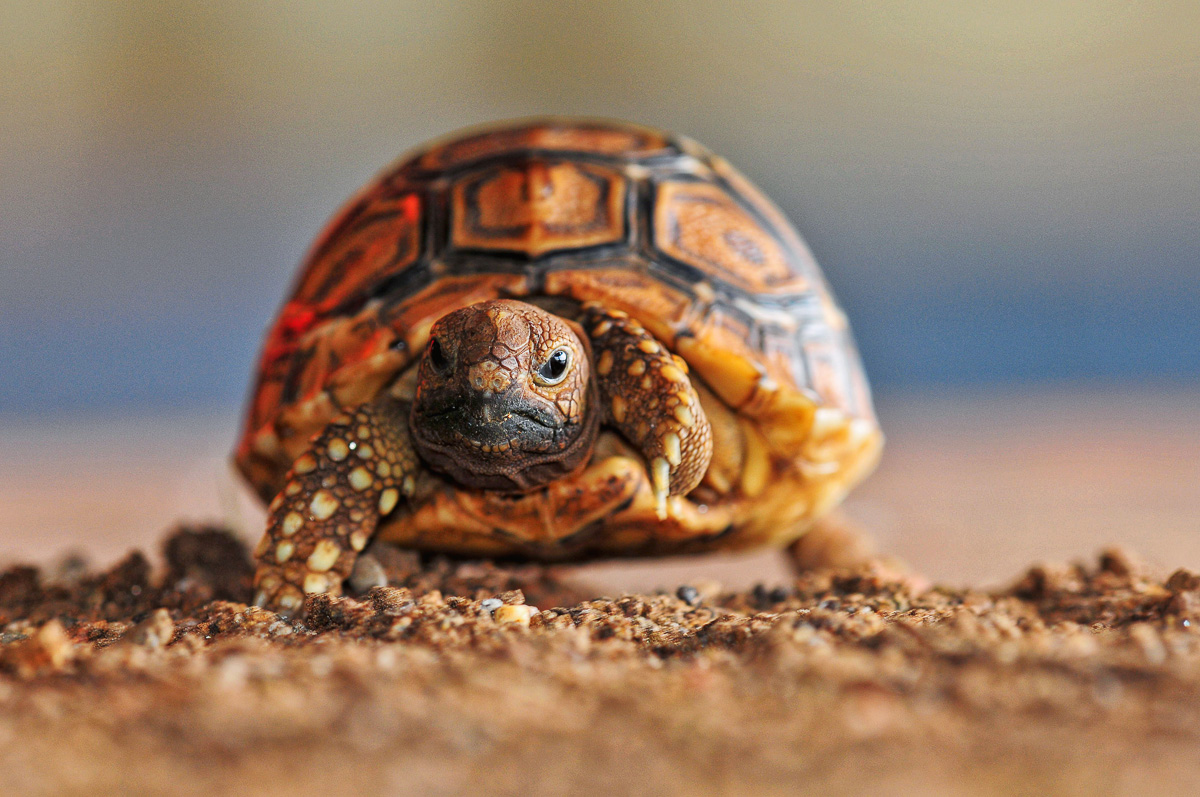 Baby Tortoise image taken in camp