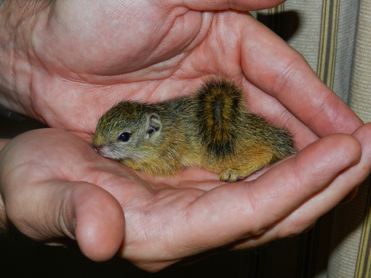 Baby Tree Squirrel found in our bungalow in Letaba camp
