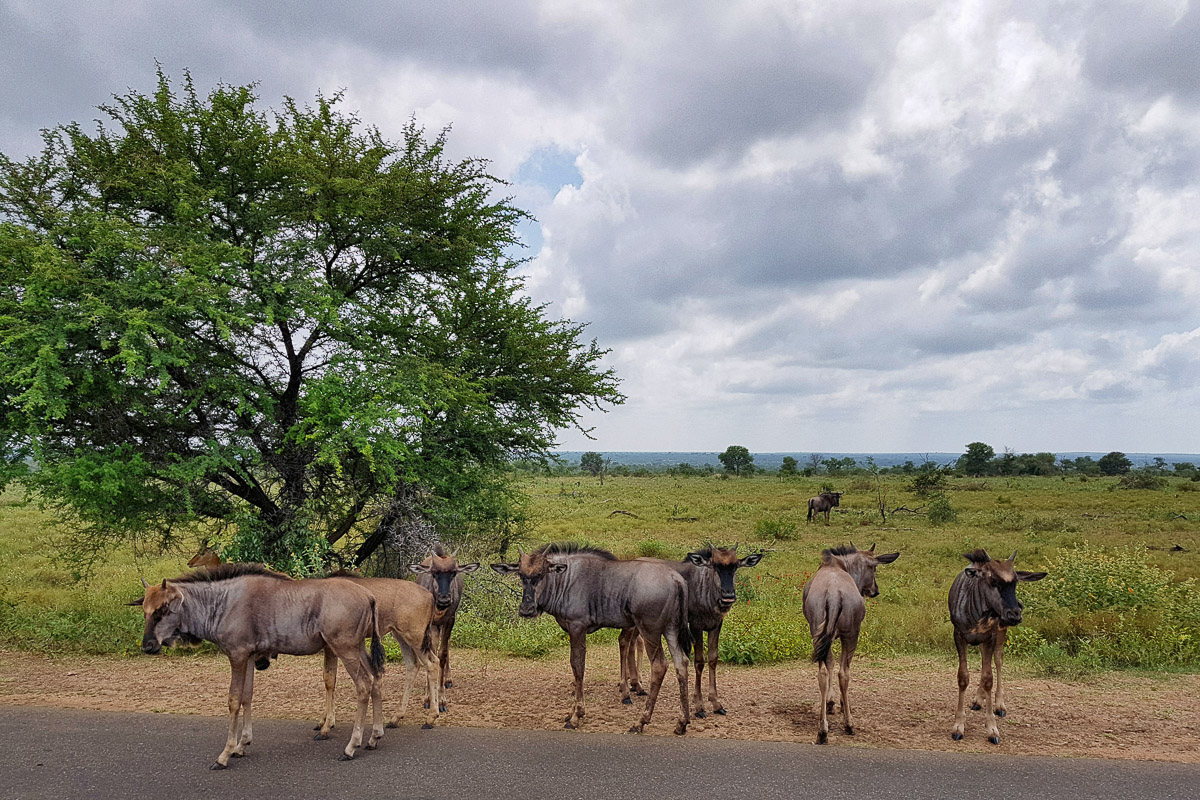 Baby Wildebeest on the H7