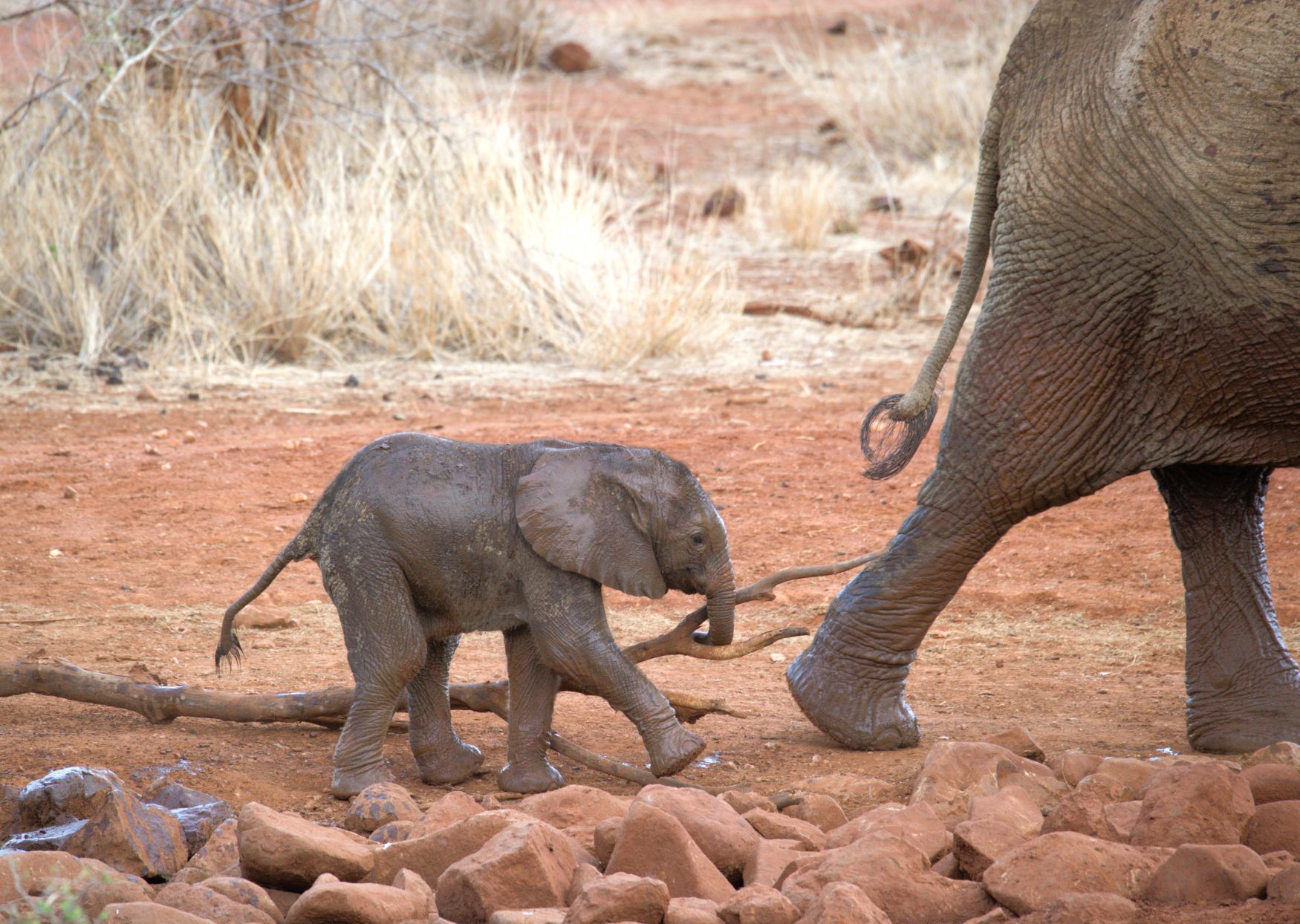 Baby Elephant walking with mom near the waterhole at Etali Safari Lodge
