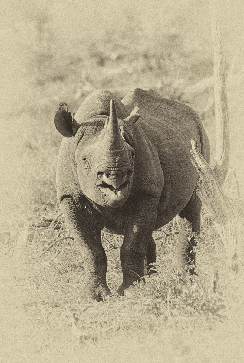 Black Rhino taken on a guided safari in the Greater Kruger National Park