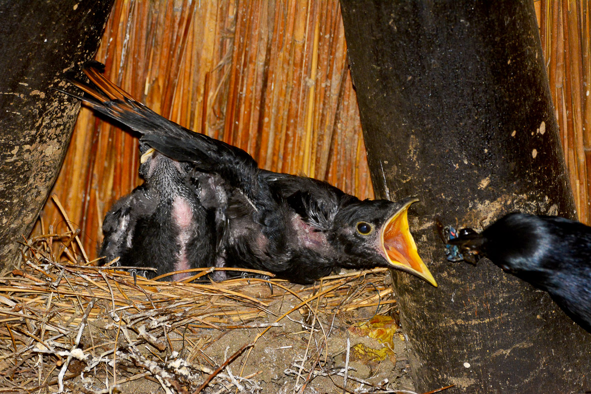 Redwinged starling chicks being fed in the communal kitchen area in Balule camp in the Kruger National Park