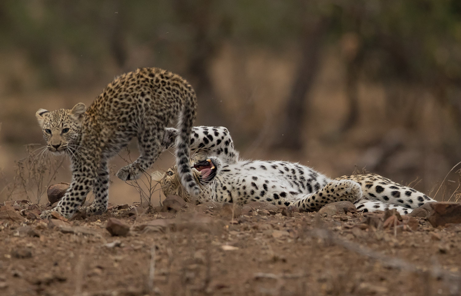 Balule leopard mother and cub on the S147