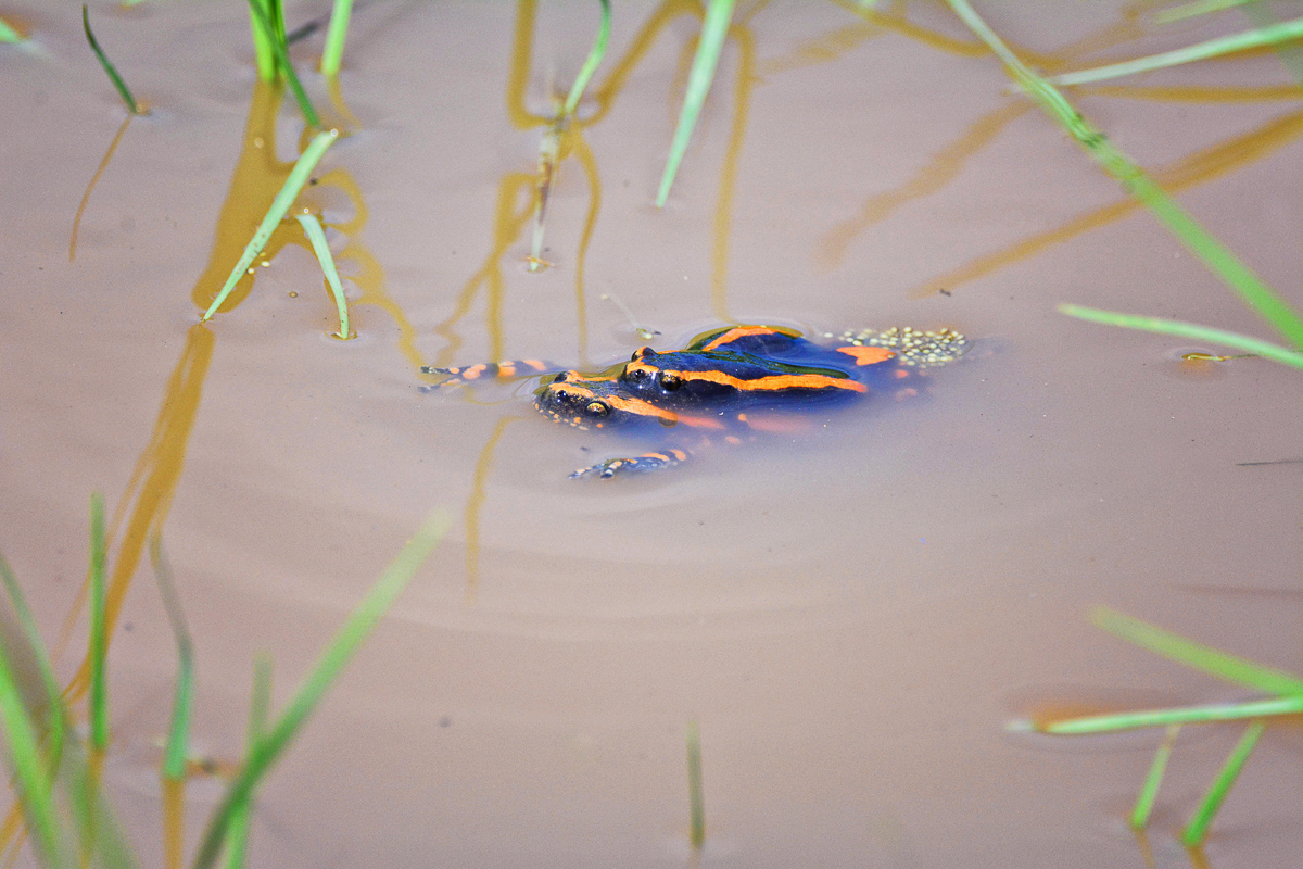Banded Rubber Frogs laying eggs near Berg en Dal