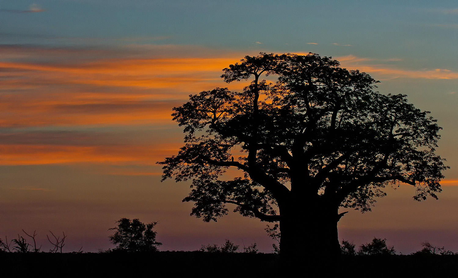 Sunrise behind Baobab on H1-8 near Pafuri in the Kruger National Park