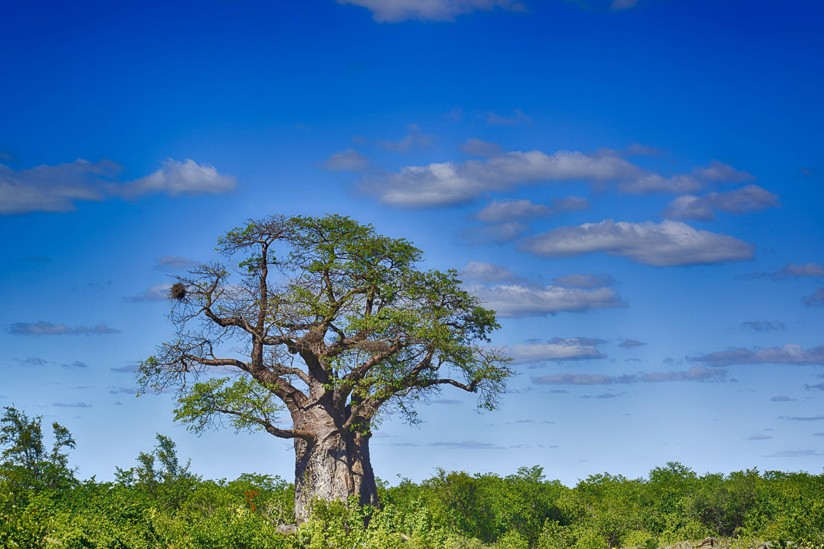 Baobab image taken on the H1-8 between Pafuri and Punda Maria in the Kruger National Park
