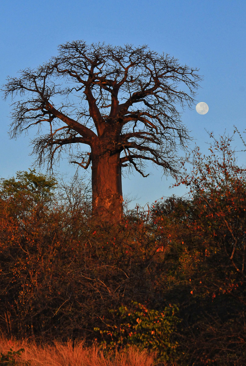 Baobab tree on Baobab Hill with moon on the H1-8 in the Pafuri area of the Kruger National Park