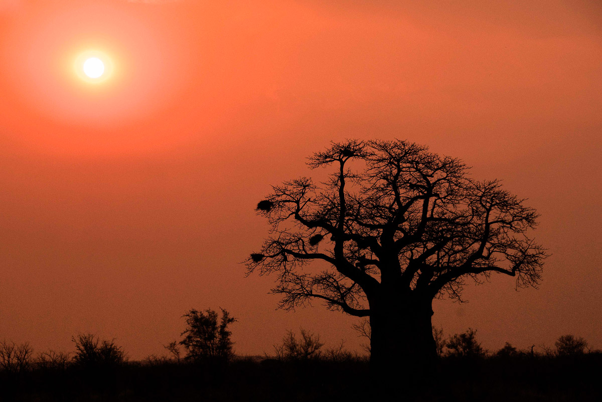 Baobab Silhouette, a veld fire smoke filters the sun providing an unusual image in the Kruger National Park