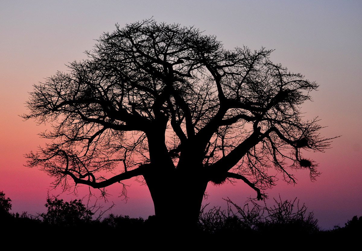 Baobab Silhouette near Pafuri in the Kruger National Park