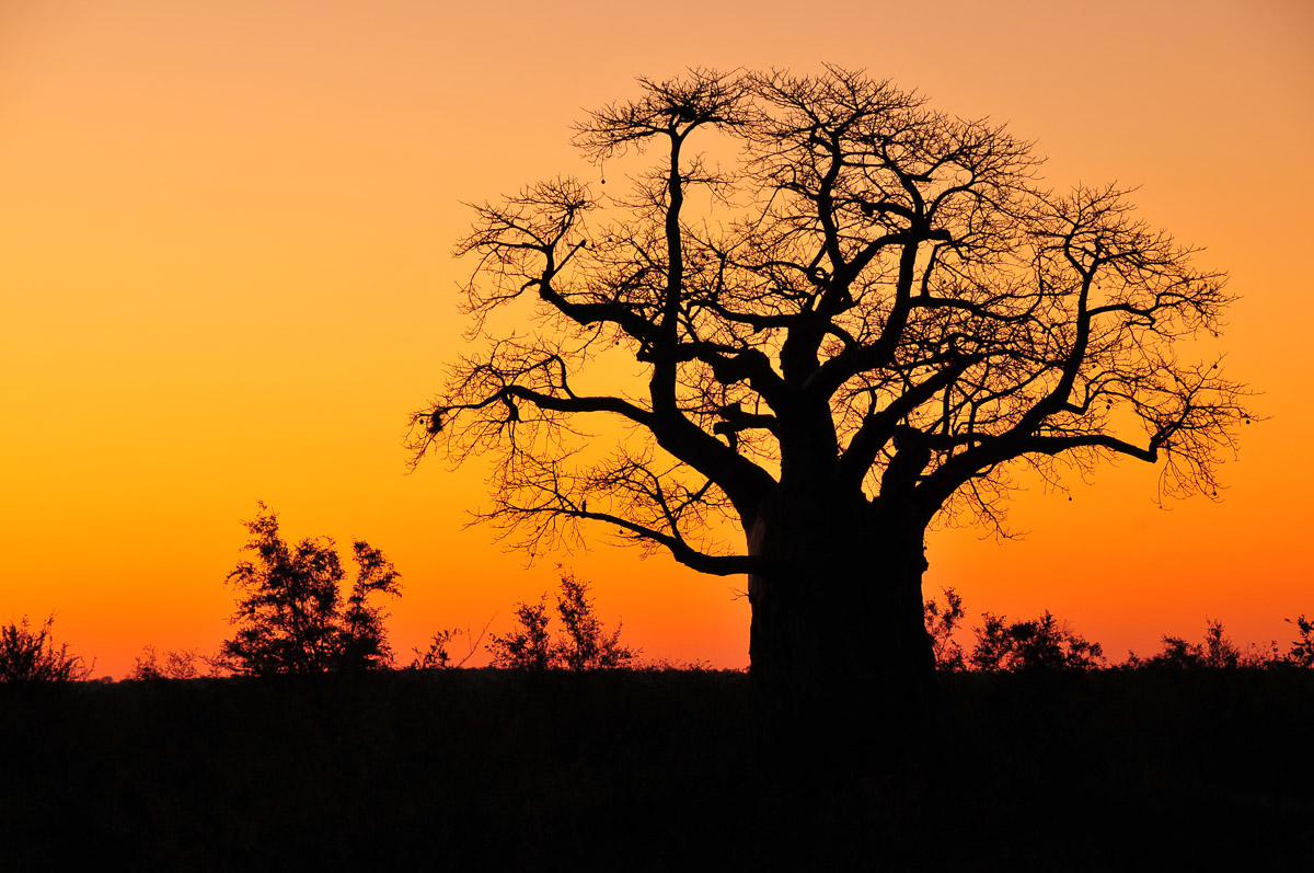 Silhouette image of Baobab tree taken near Punda Maria in the Kruger National Park