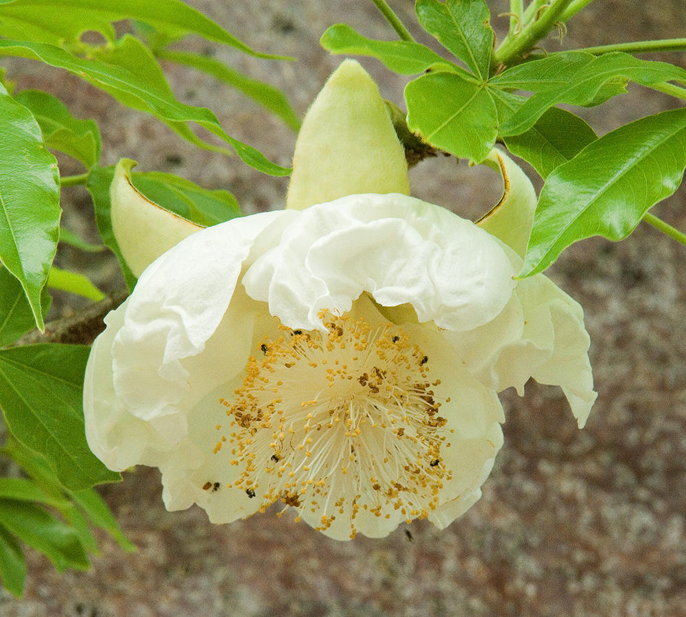 Baobab flower