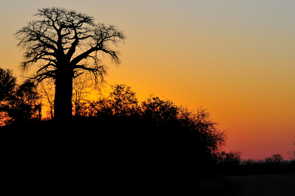 Baobab Silhouette taken on Baobab Hill on the H1-8 near Pafuri in the Kruger National Park