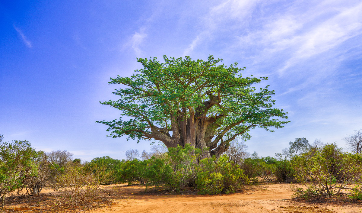 Baobab tree on Baobab loop near Kumana Dam in the Kruger National Park