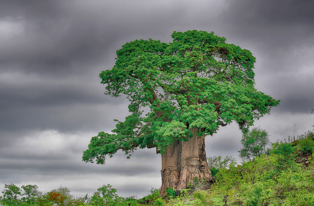 Baobab on Bowkerkop near Mopani