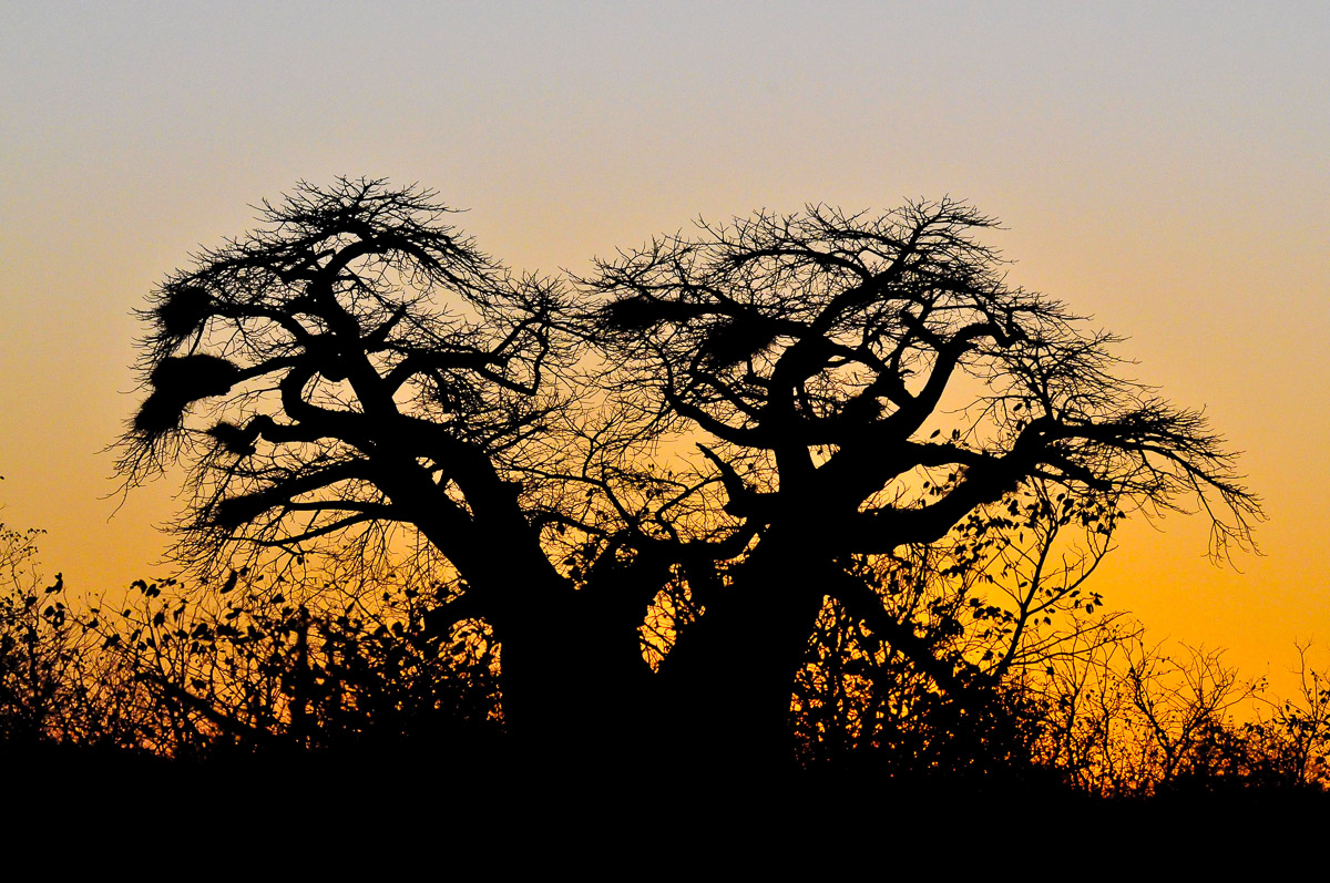 Baobab silhouette taken near Shimuwini