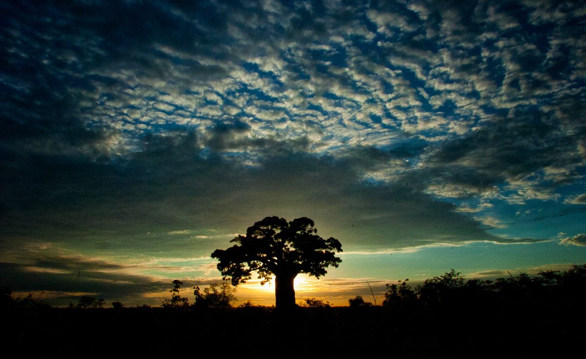 Baobab sunrise on the H1-8 between Punda Maria and Pafuri in the Kruger National Park