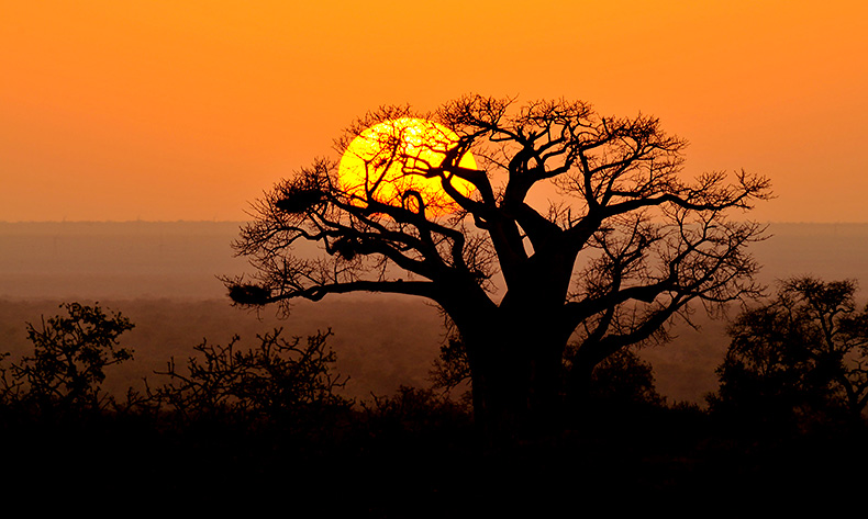 Baobab sunrise on the H1-8 near Pafuri