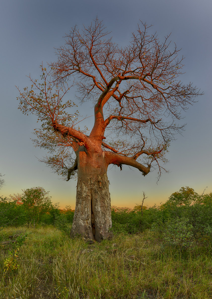 Baobab tree image taken at Mutale Falls Tented Camp in Makuya Park in the Pafuri area in the Greater Kruger National Park