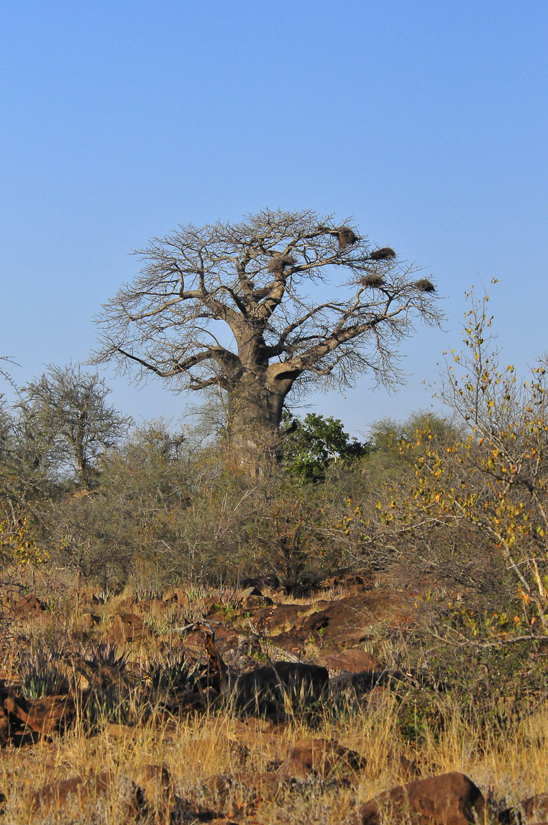 Baobab tree near Shimuwini Bushveld camp