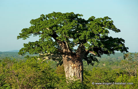 Baobab tree in Kruger park Baobab tree in Kruger park
