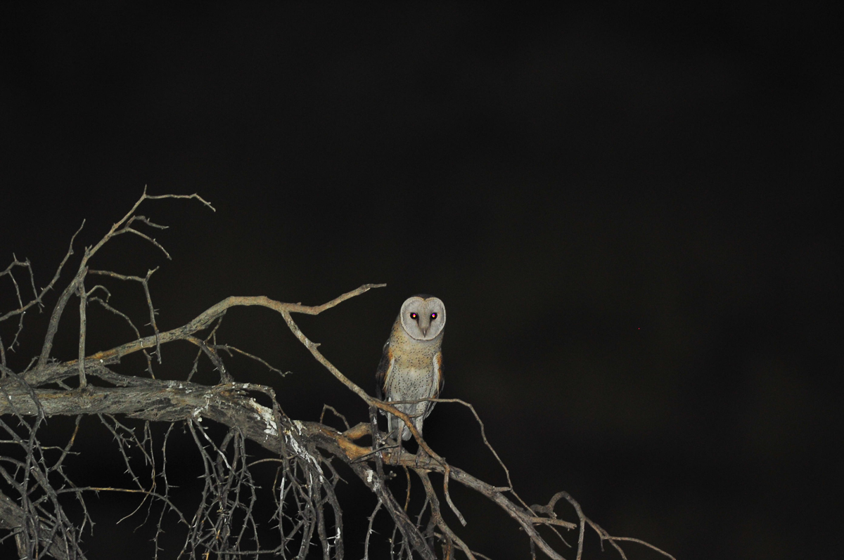 Barn owl at KielieKrankie camp