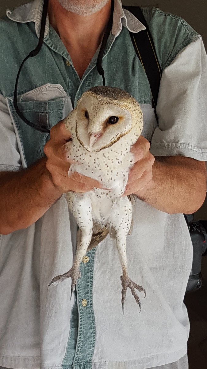 Barn Owl in Olifants Camp