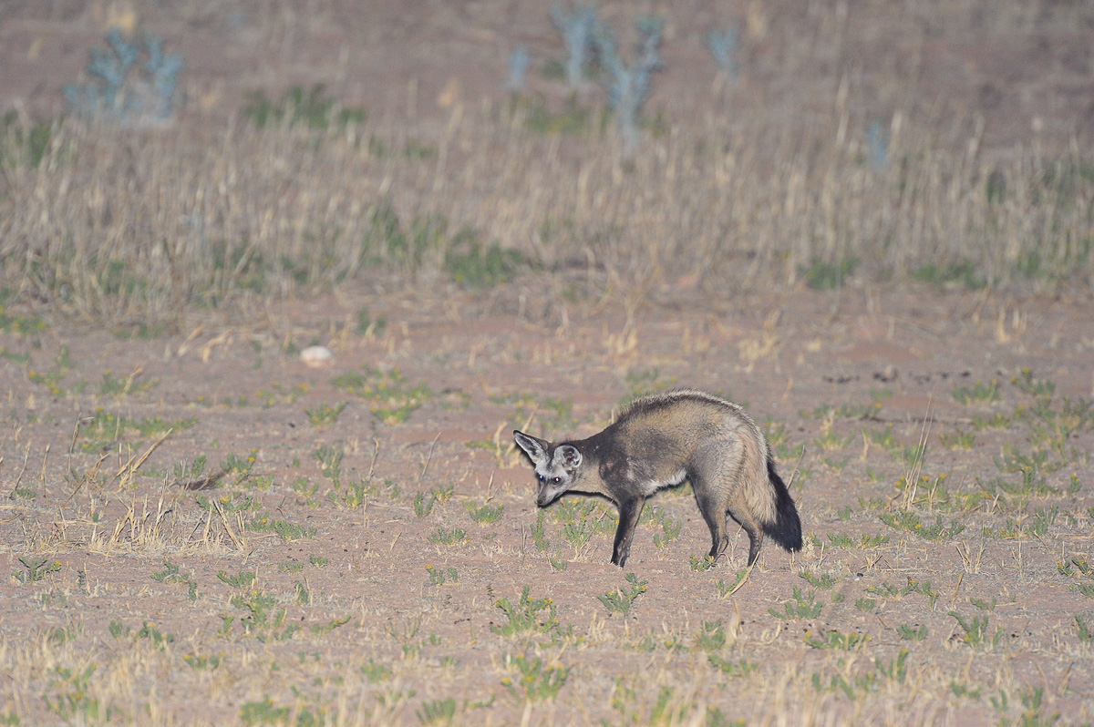 Bat-eared fox in front of our cabin at Urikaruus camp