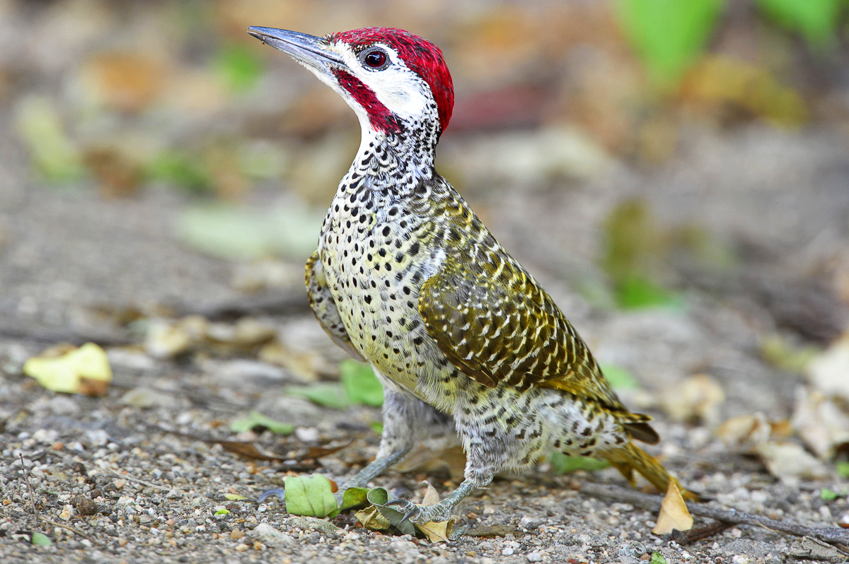 Bennetts Woodpecker at Bateleur Bushveld camp