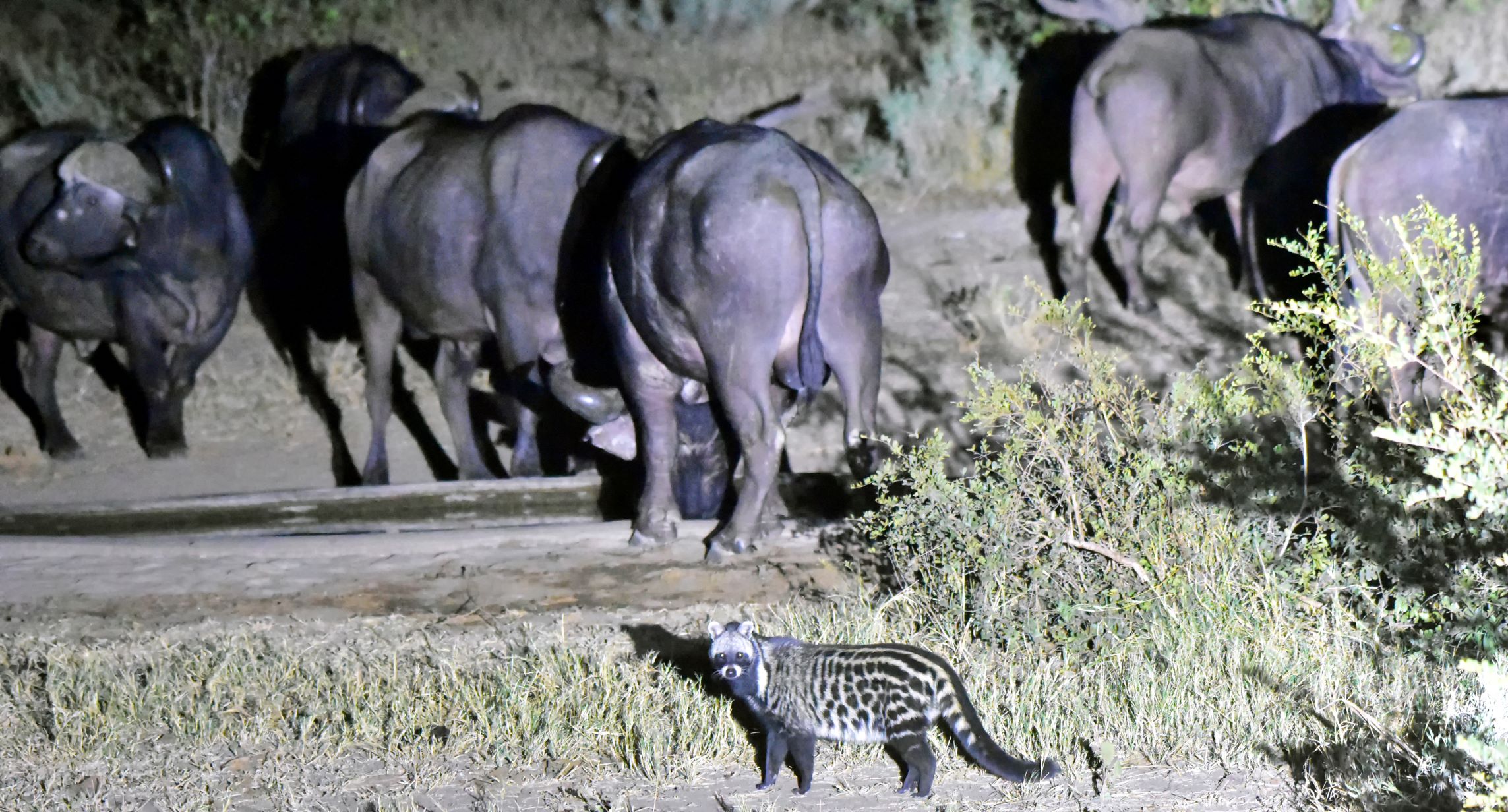 civet with buffalo