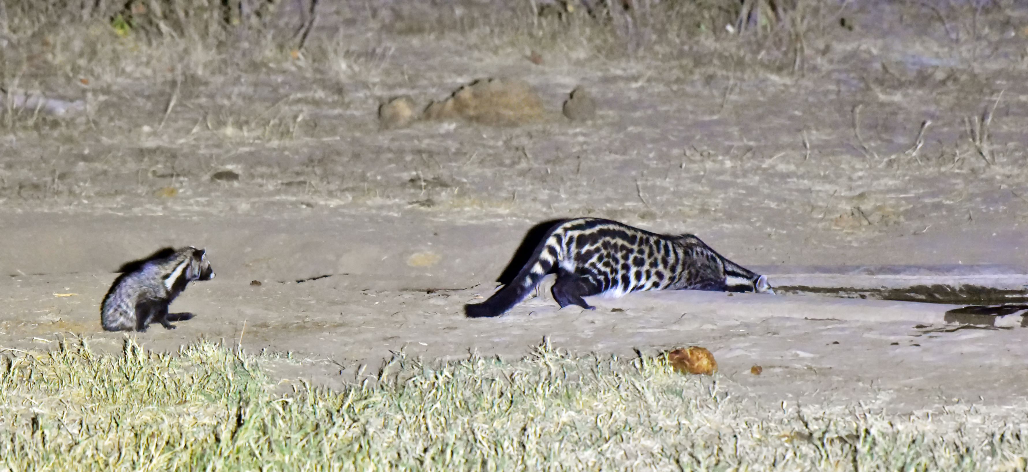 female civet with her pup