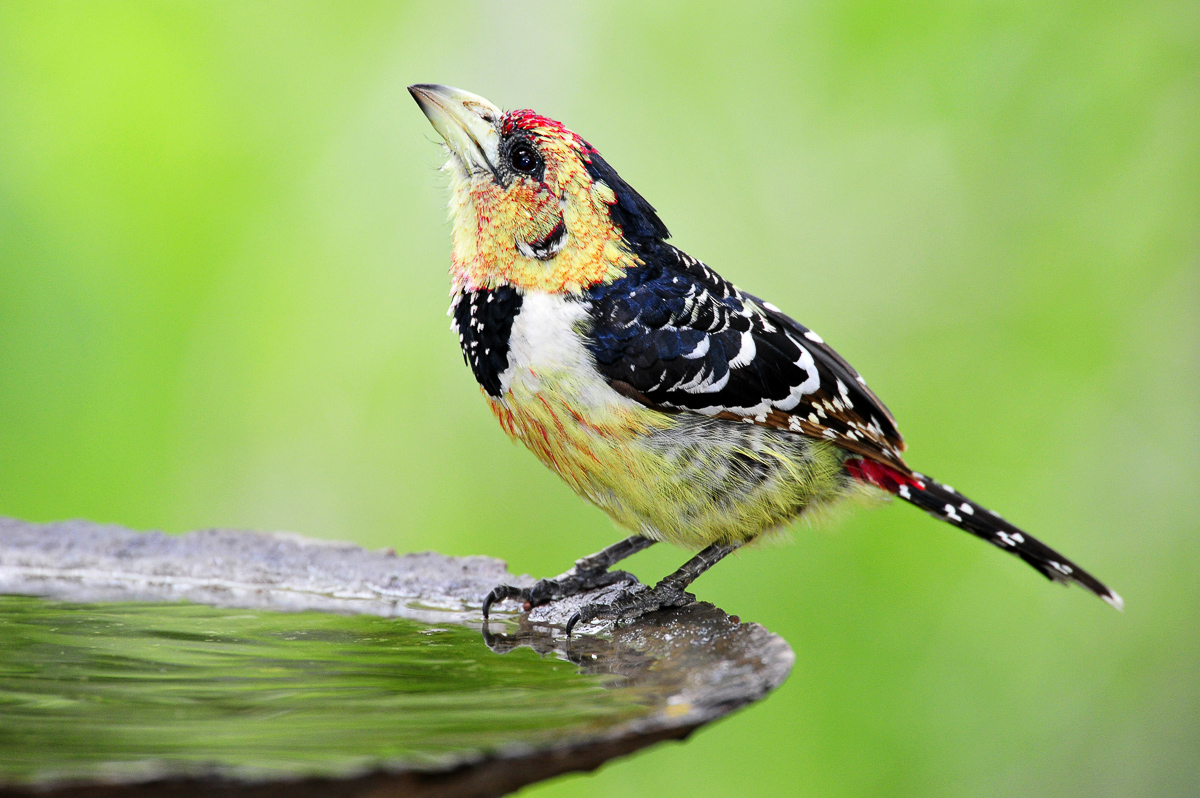 Crested Barbet at Bateleur Bushveld camp birdbath