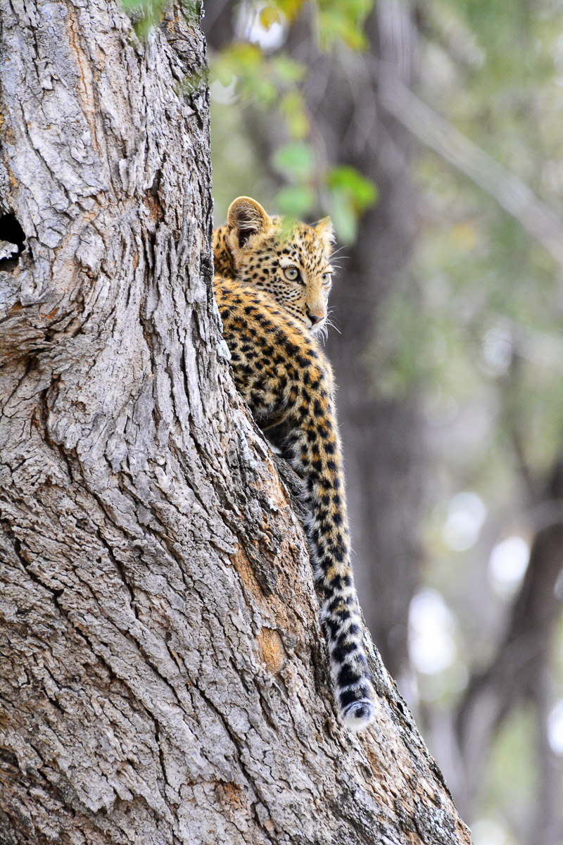 Bateleur Leopard cub on the S52 gravel road