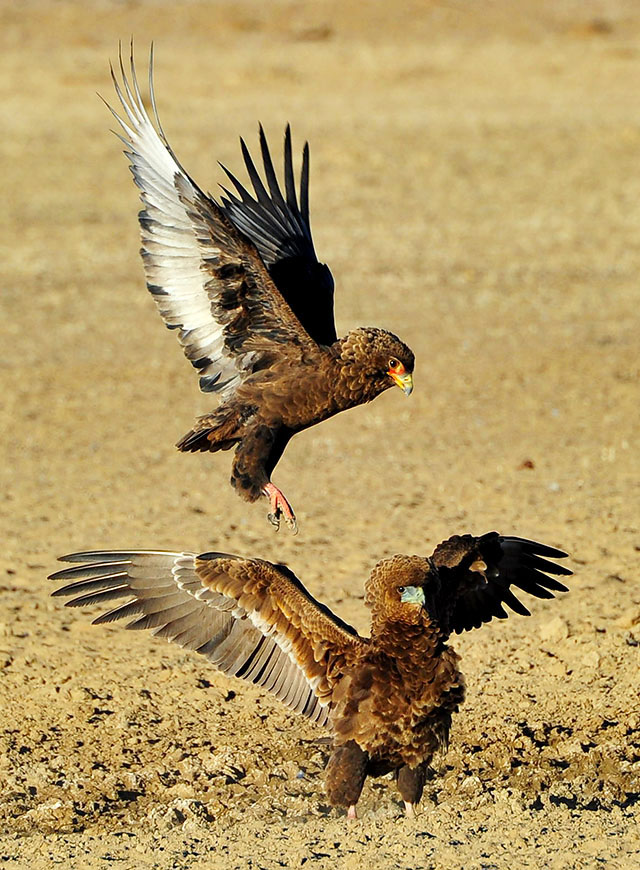Bateleur fight at Polentswa waterhole Bateleur fight at Polentswa waterhole