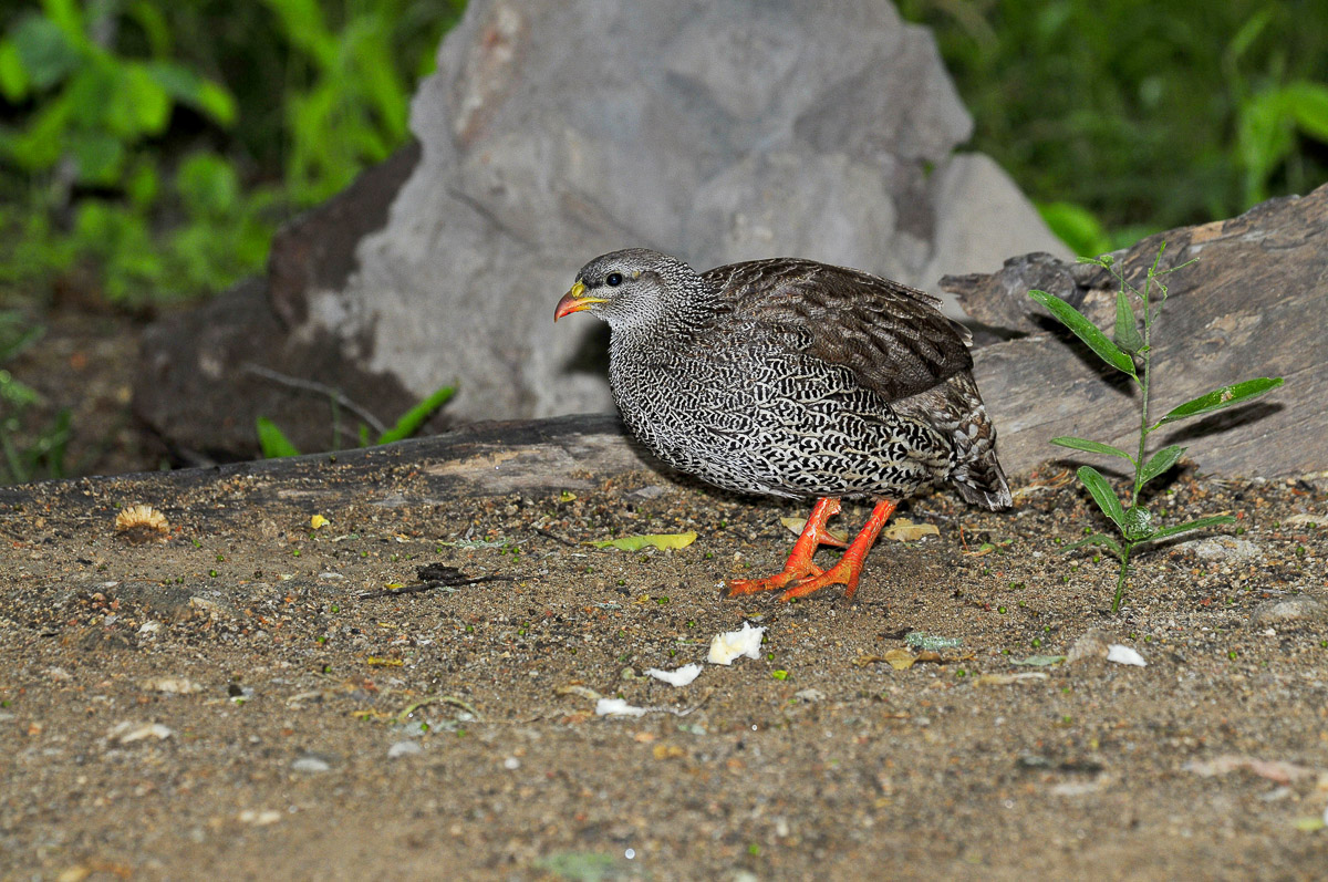 Natal Francolin paid us a visit in Bateleur