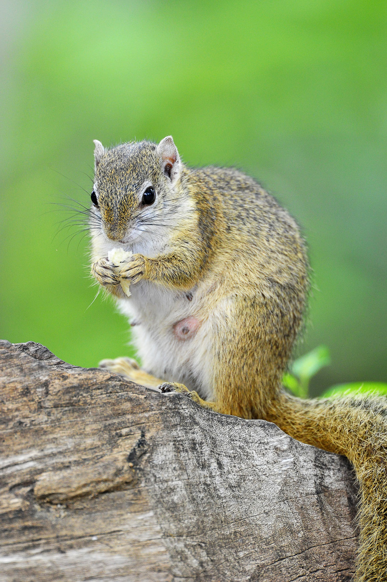 Bateleur Squirrel visiting our cottage