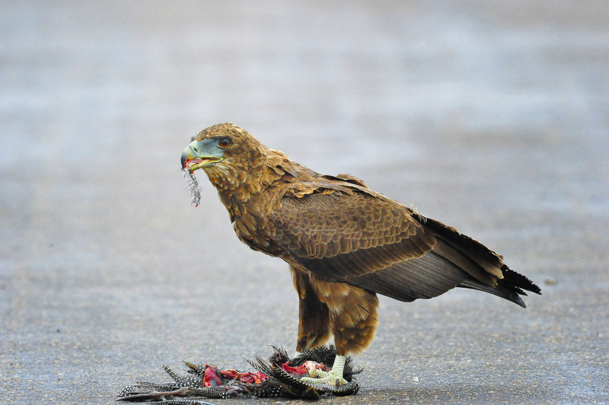 Juvenile Bateleur eating a Helmeted Guineafowl in the Kruger National Park