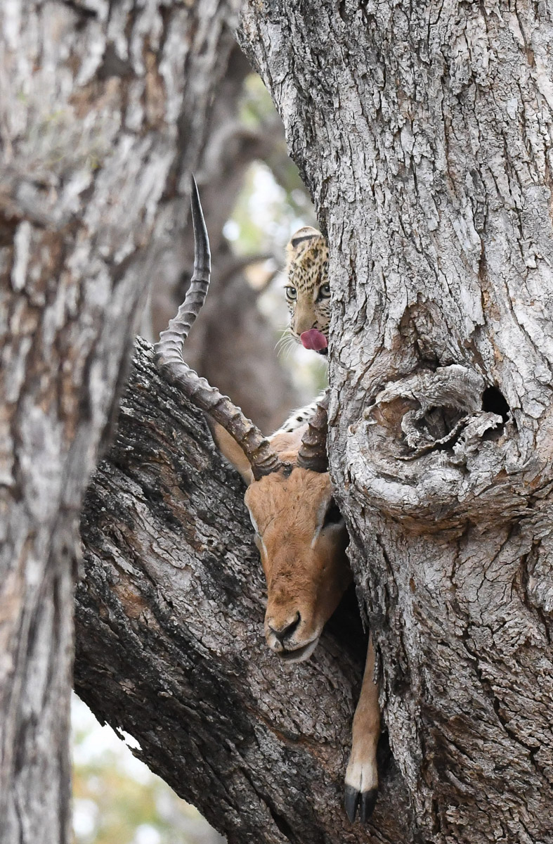 Bateleur Leopard cub with Impala kill
