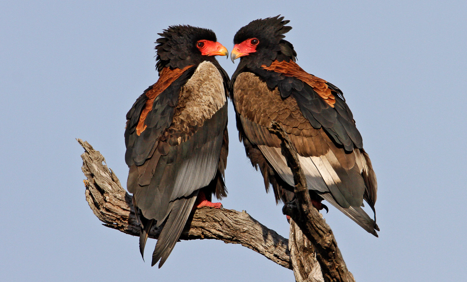 A pair of Bateleurs in a dead tree near Balule camp in the Kruger National Park