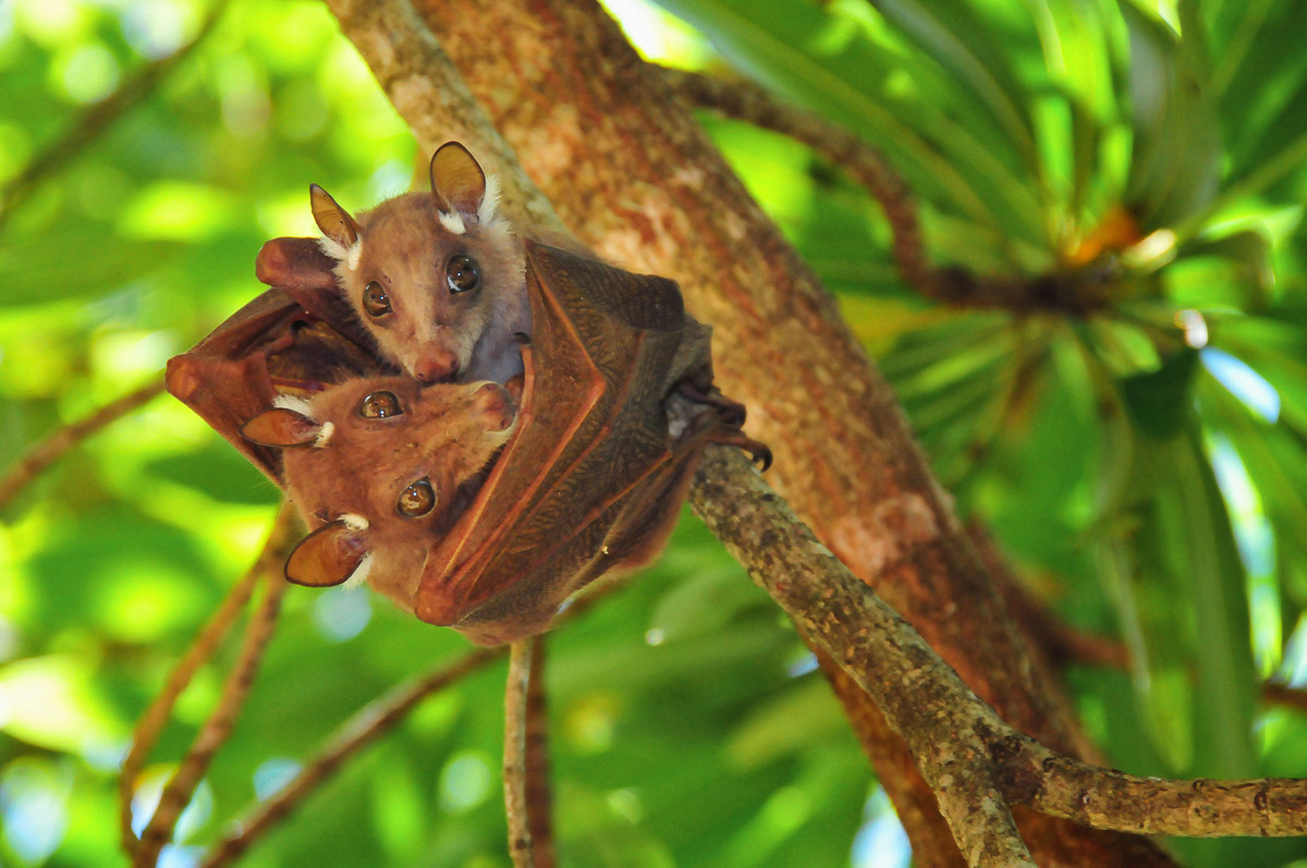 Fruit Bats in Skukuza camp