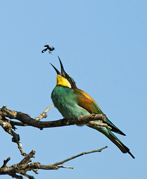 Bee eater